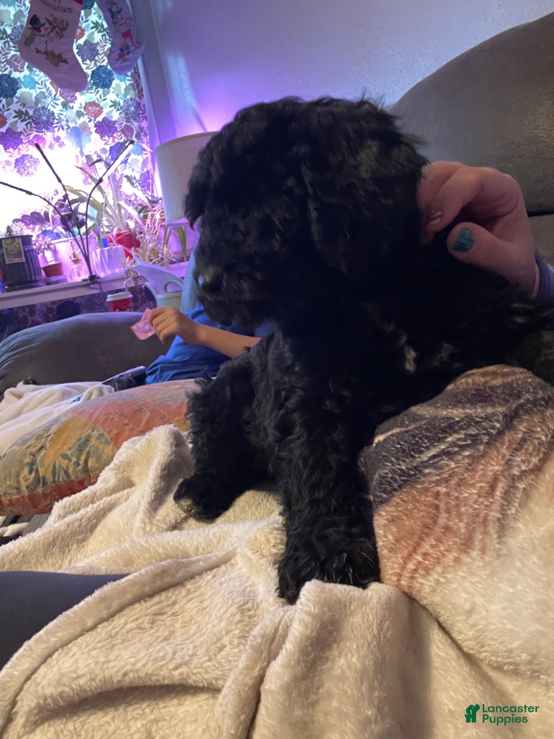 Goldendoodle dogs for sale: Goldendoodle Puppy 5 - Ad 3