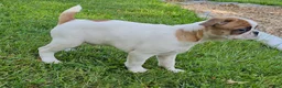 Mixed Breed dogs for sale: Oscar Pie - Ad 9