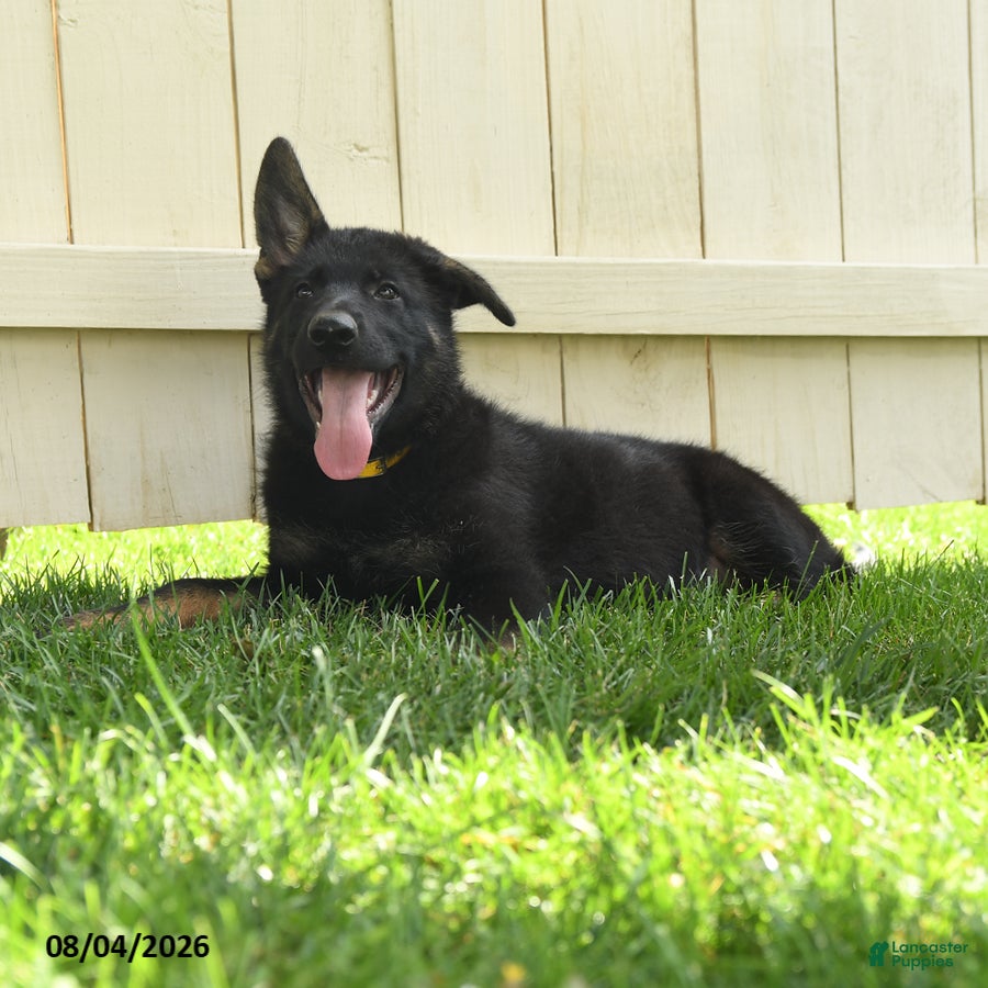 German Shepherd dogs Bear - Ad 2