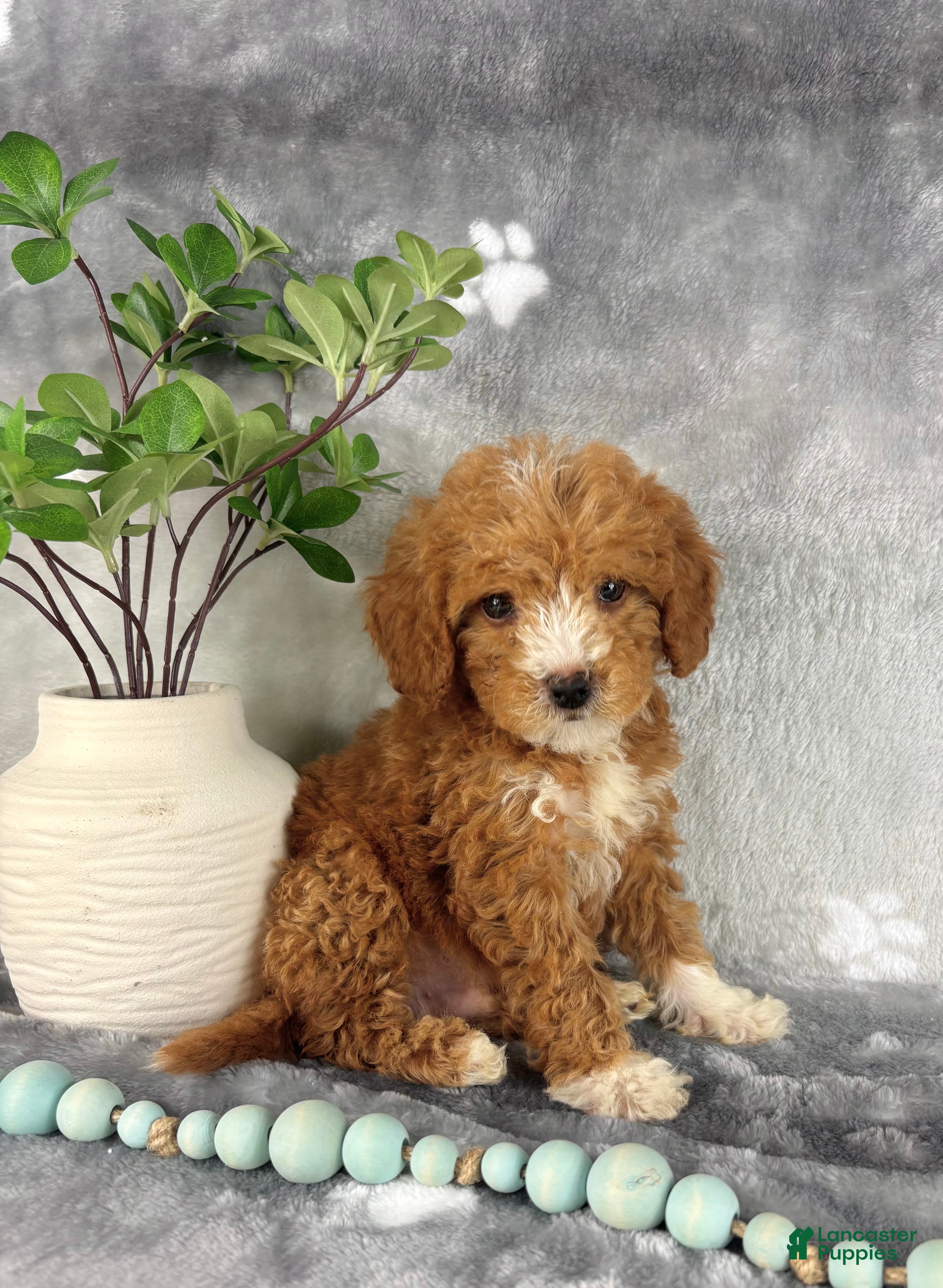 Mini Goldendoodle dogs Mini Goldendoodle Puppy 3 - Ad 1