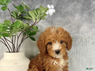 Mini Goldendoodle dogs Mini Goldendoodle Puppy 3 - Ad 1