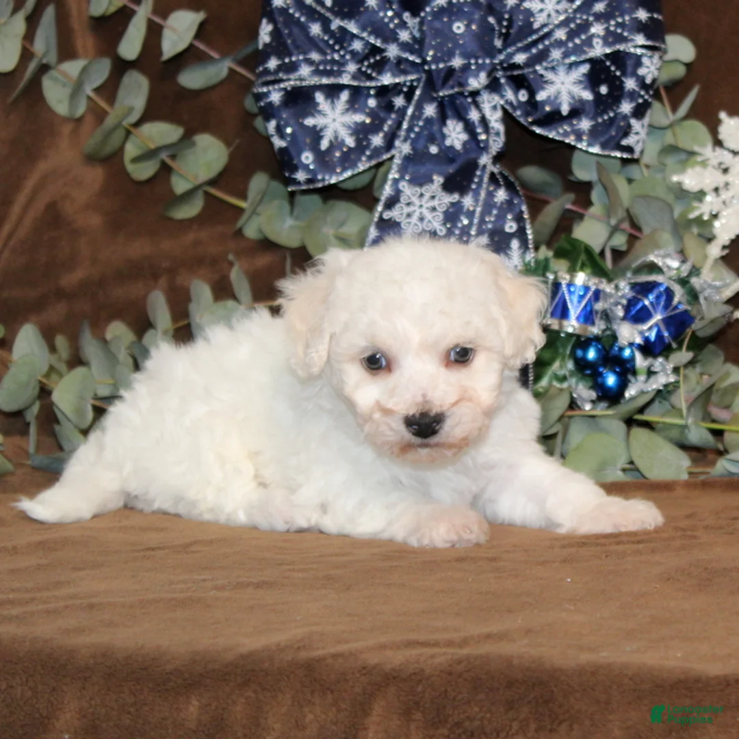 Bichon Frise dogs for sale: Tyson - Ad 2