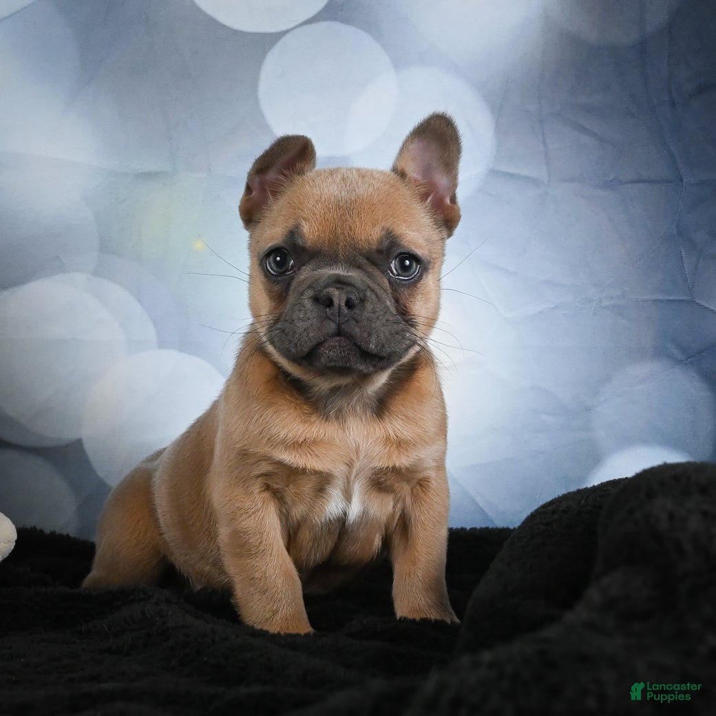 French Bulldog dogs April - Ad 1