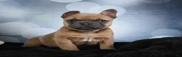 French Bulldog dogs for sale: April - Ad 1