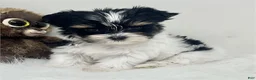 Yorkshire Terrier dogs for sale: Yorkshire Terrier 1 - Ad 2