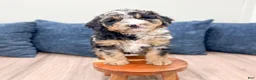 Mini Bernedoodle dogs for sale: Haylie - Ad 2