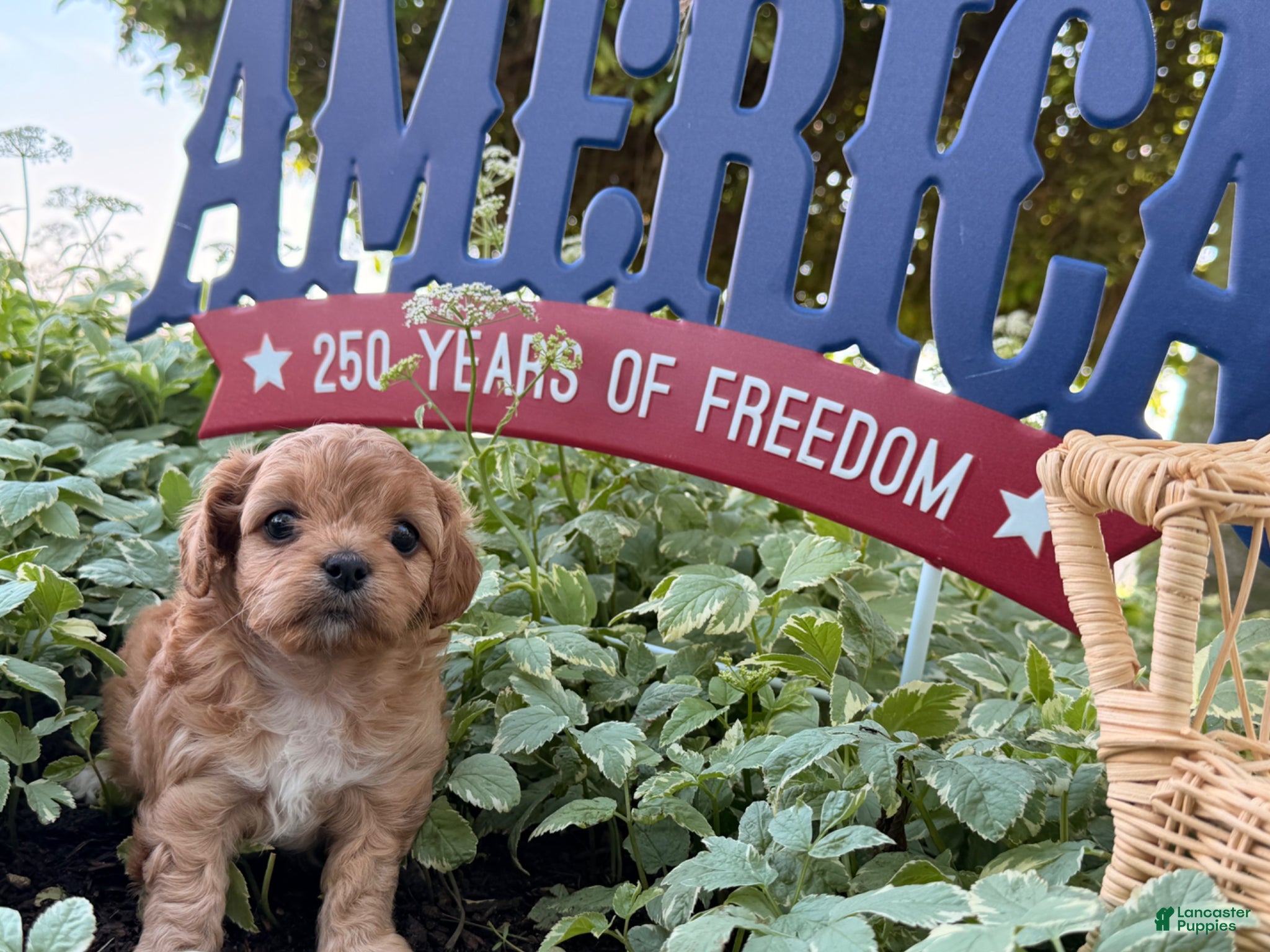Cockapoo dogs Sunshine  - Ad 1