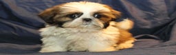Shih Tzu dogs for sale: Roo - Ad 1