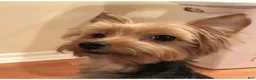 Yorkshire Terrier dogs for sale: Yorkshire Terrier 1 - Ad 3