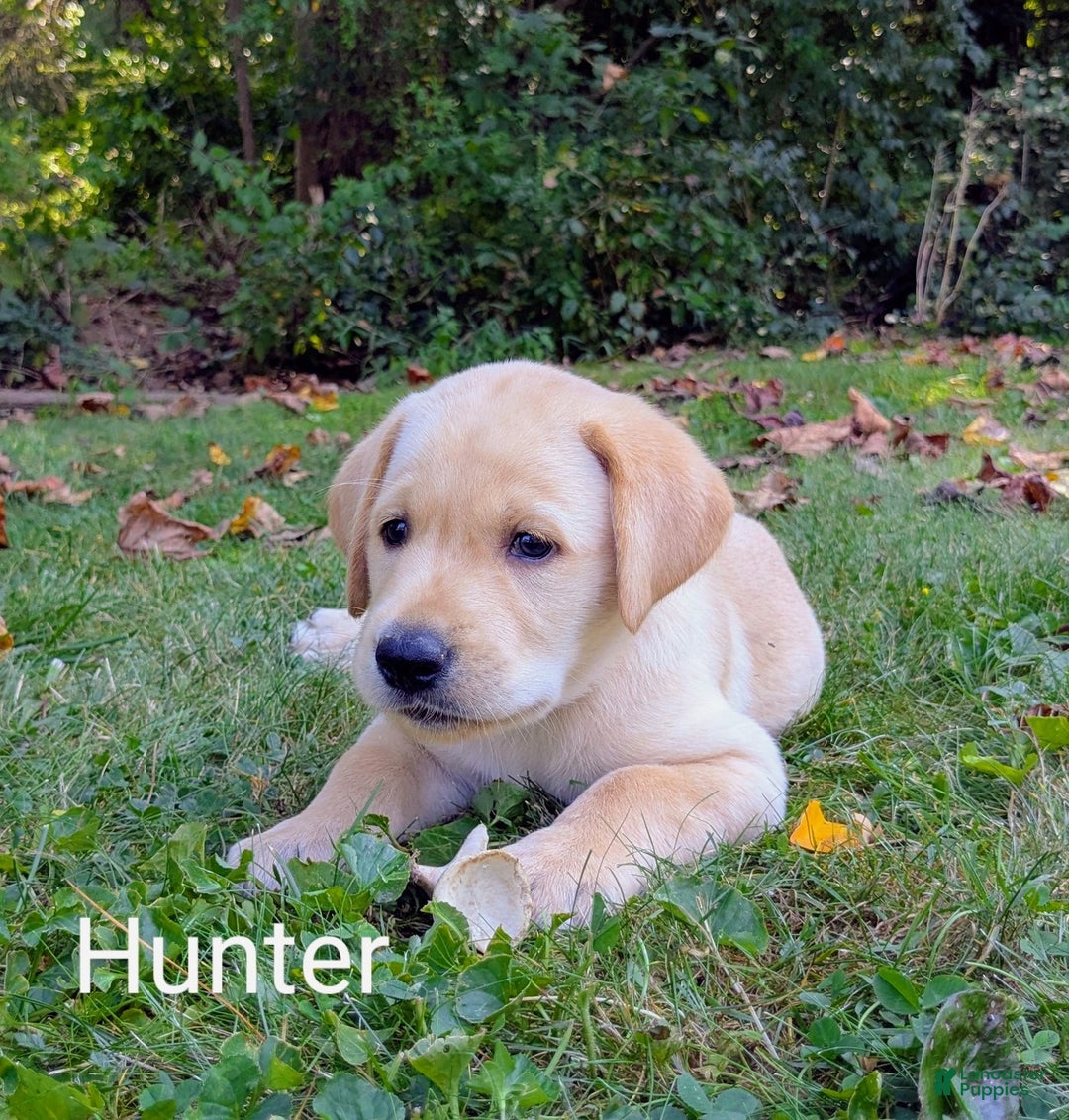 Labrador Dogs Craigslist Labrador Retriever Puppies Retriever