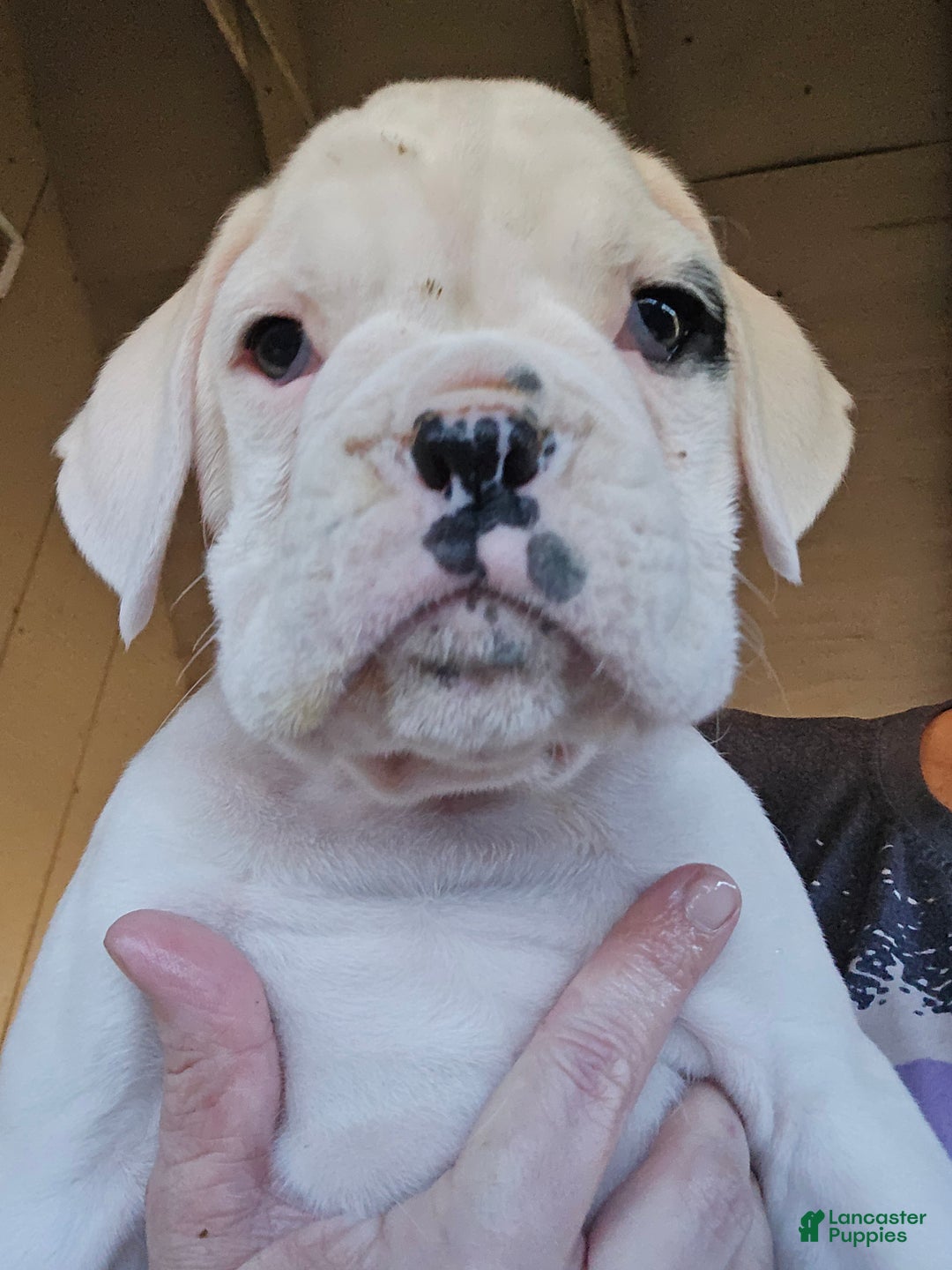 Boxer dogs for sale: Jack - Ad 1