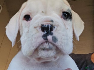 Boxer dogs Jack - Ad 9