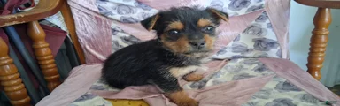 Mixed Breed Puppy 2