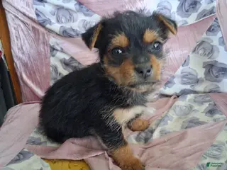 Mixed Breed dogs Mixed Breed Puppy 2 - Ad 37