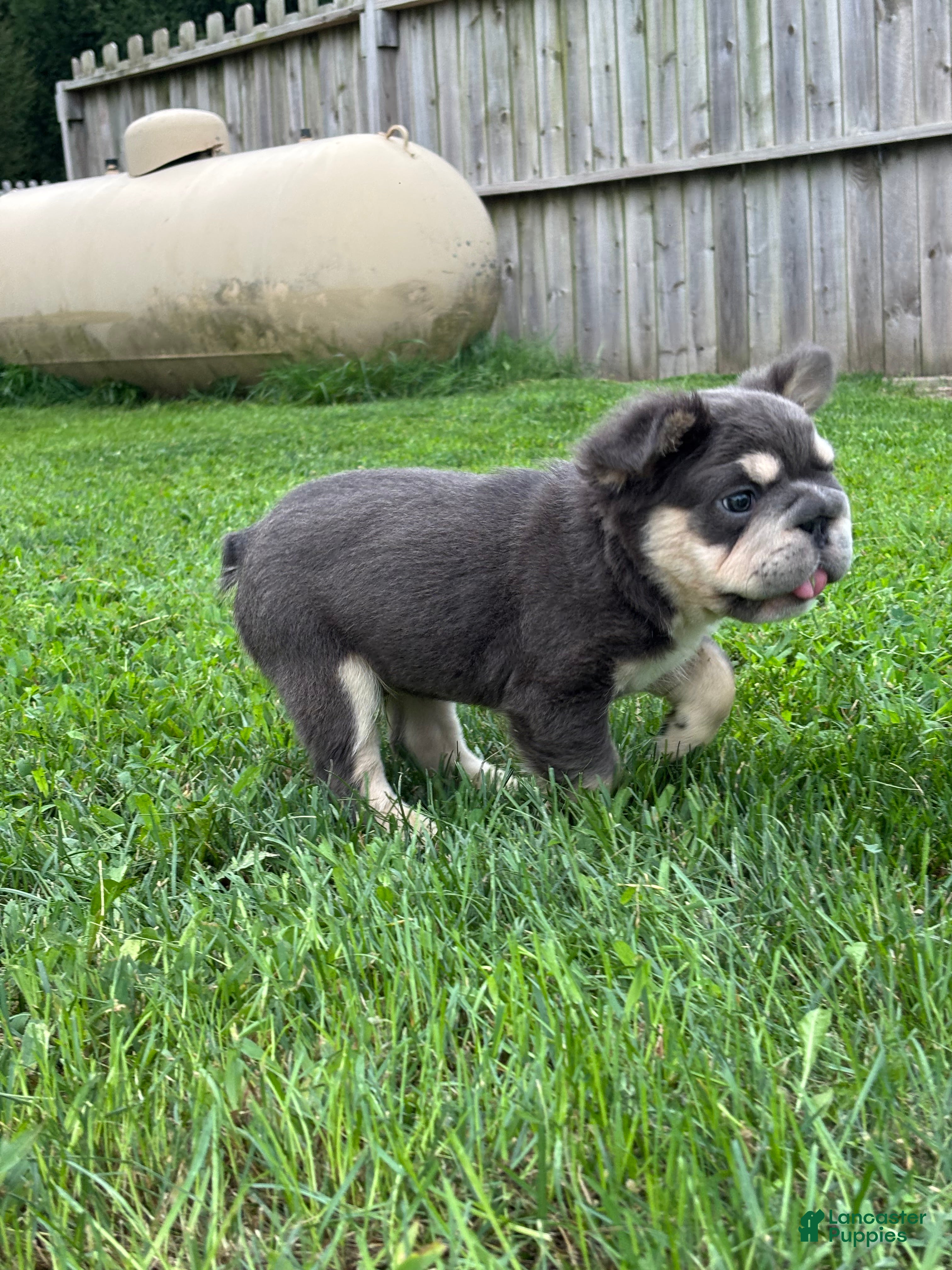 French Bulldog dogs Mason - Ad 1