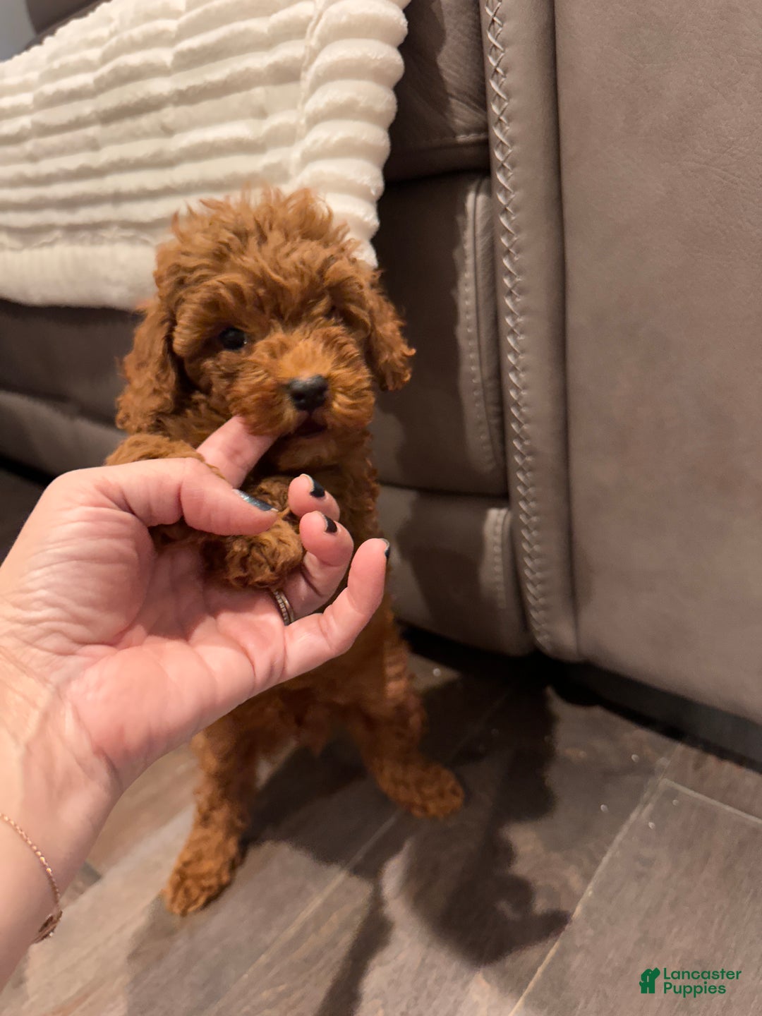 Toy Poodle dogs for sale: Jayden- Teacup/Toy Genetically TESTED - Ad 14