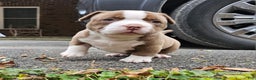 American Bully dogs for sale: American Bully Puppy 2 - Ad 1