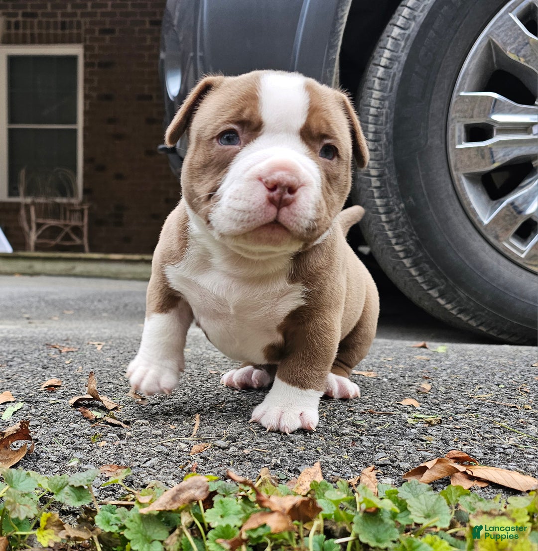 American Bully dogs for sale: American Bully Puppy 2 - Ad 1