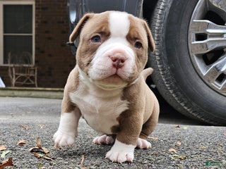 American Bully dogs American Bully Puppy 2 - Ad 2