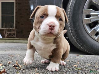 American Bully dogs American Bully Puppy 2 - Ad 19