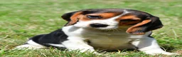 Beagle dogs for sale: Piper - Ad 3