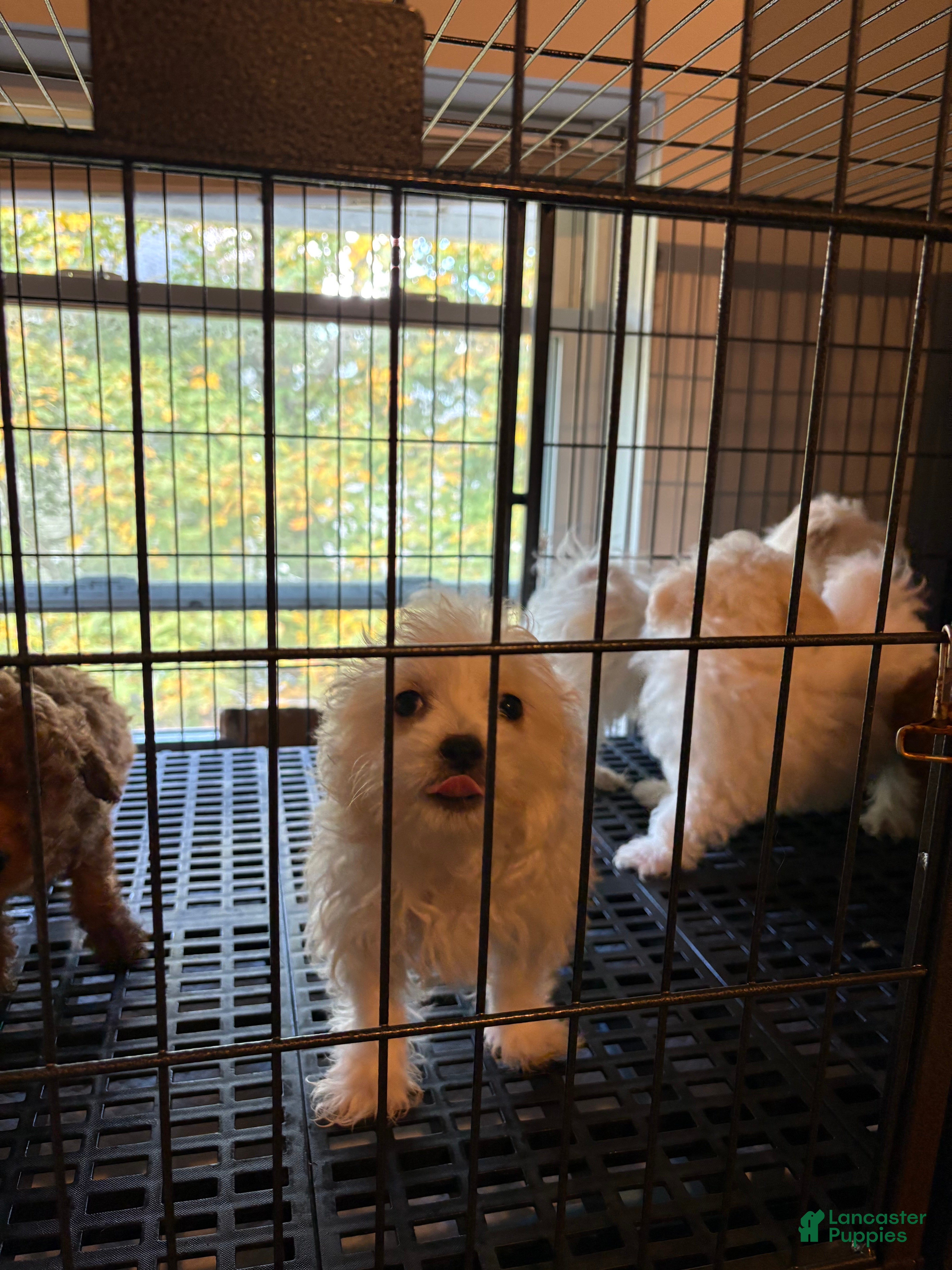 Maltese dogs Maltese Puppy 2 - Ad 39