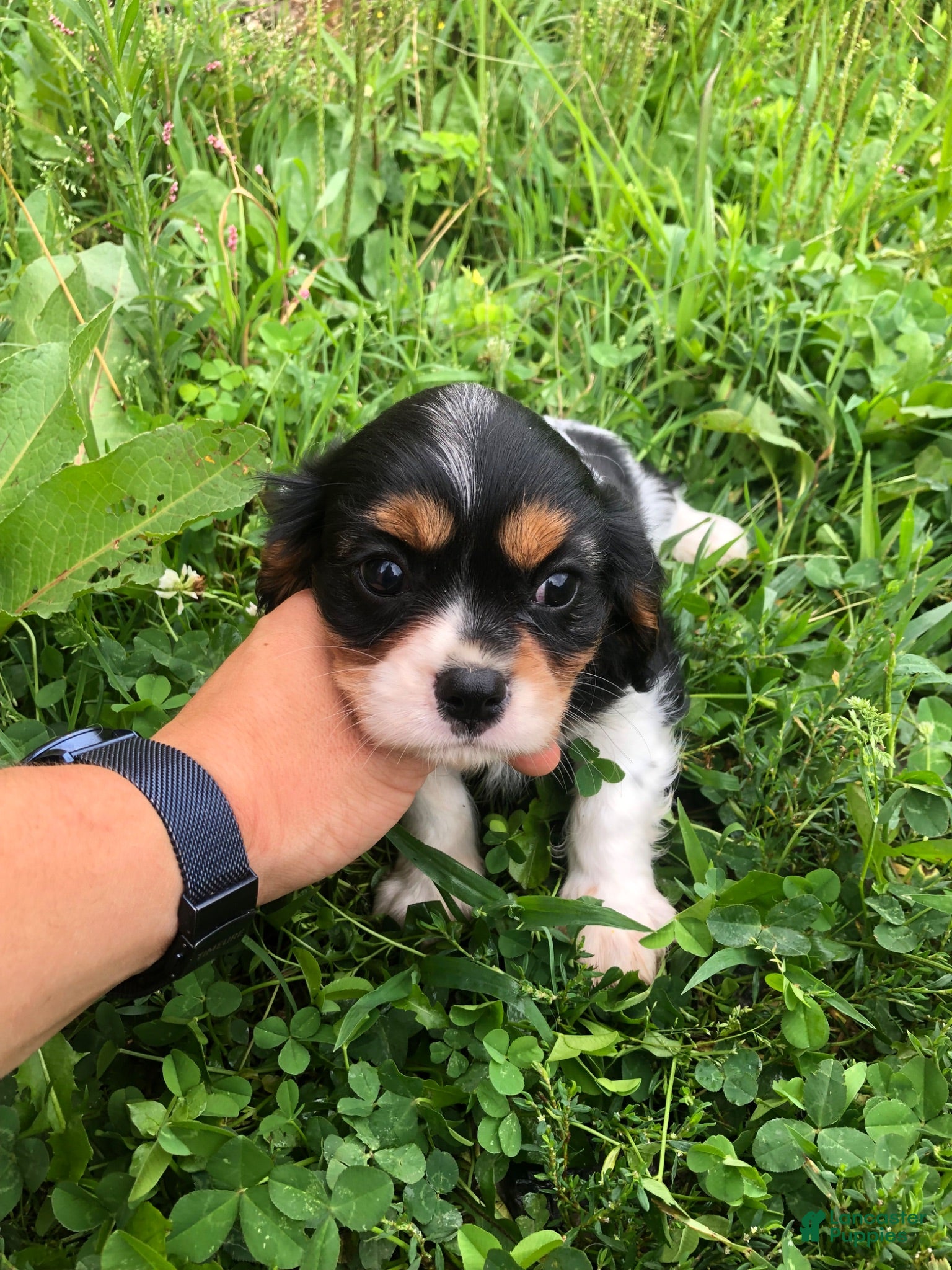 Cavalier King Charles Spaniel dogs Dallas - Ad 2