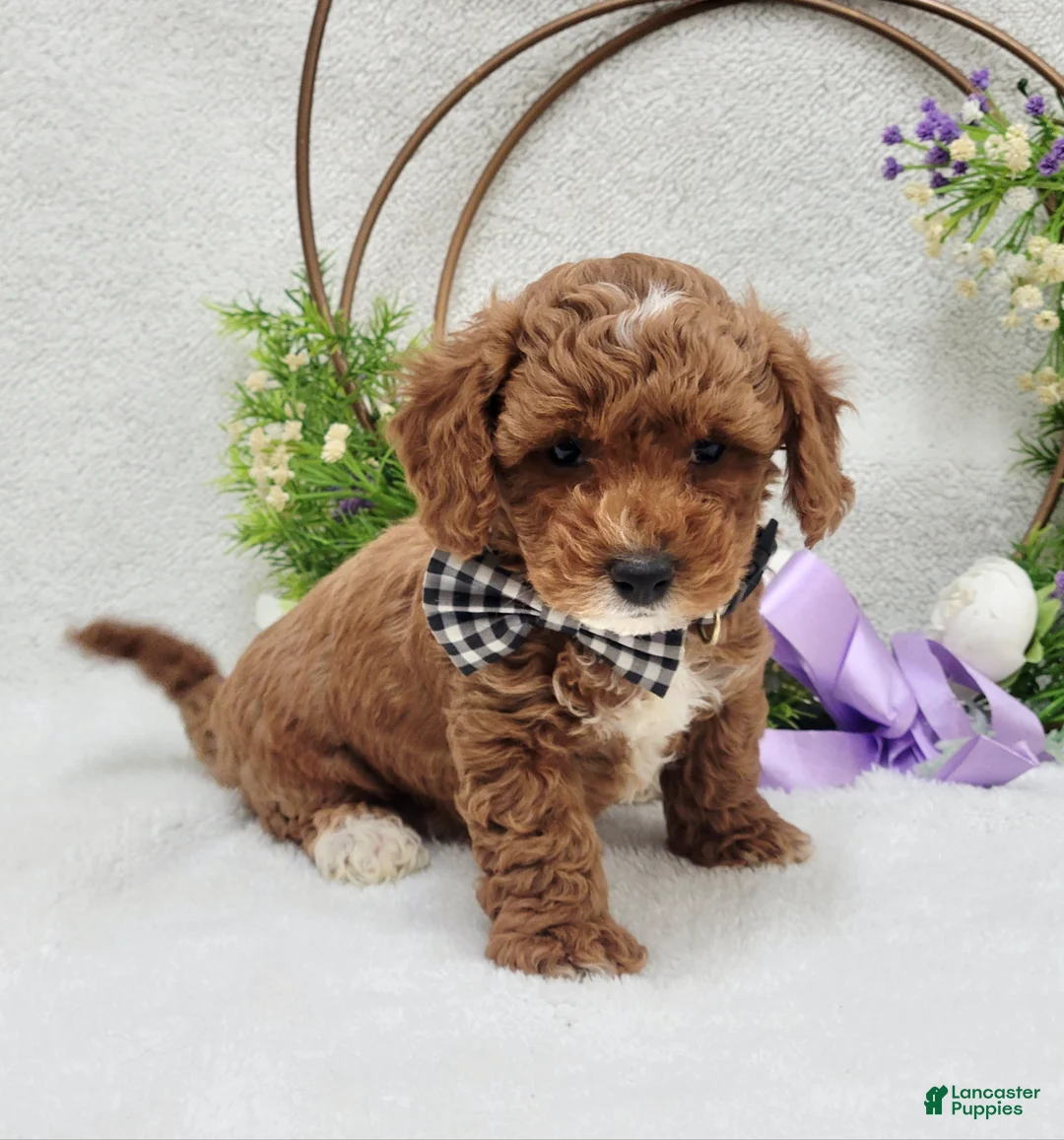Maltipoo dogs for sale: Bentley  - Ad 2