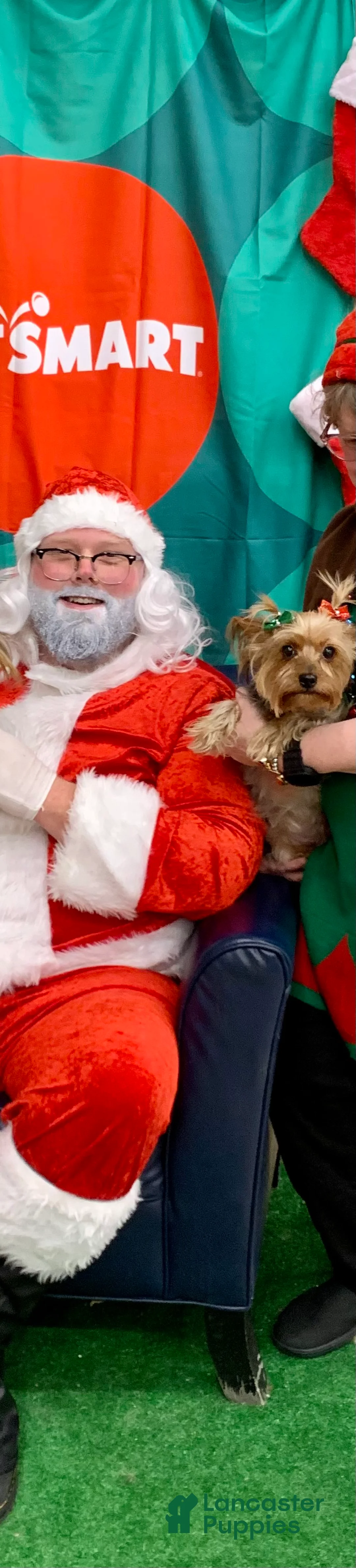 Yorkshire Terrier dogs for sale: Bella - Ad 3