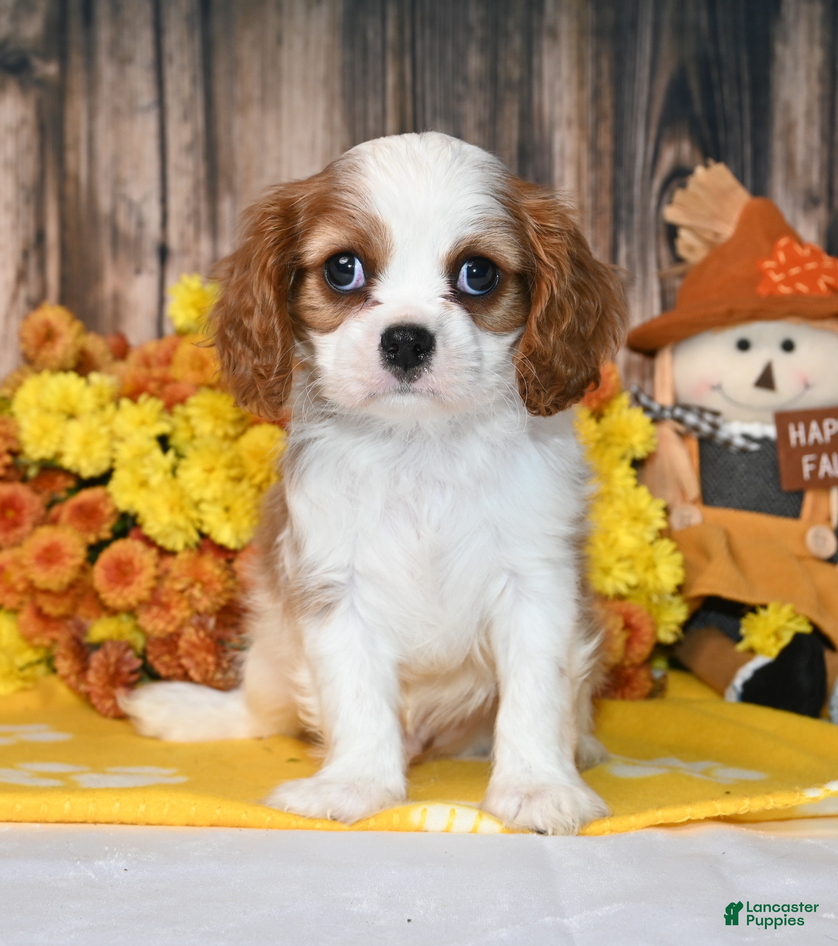 Cavalier King Charles Spaniel dogs Kai - Ad 14