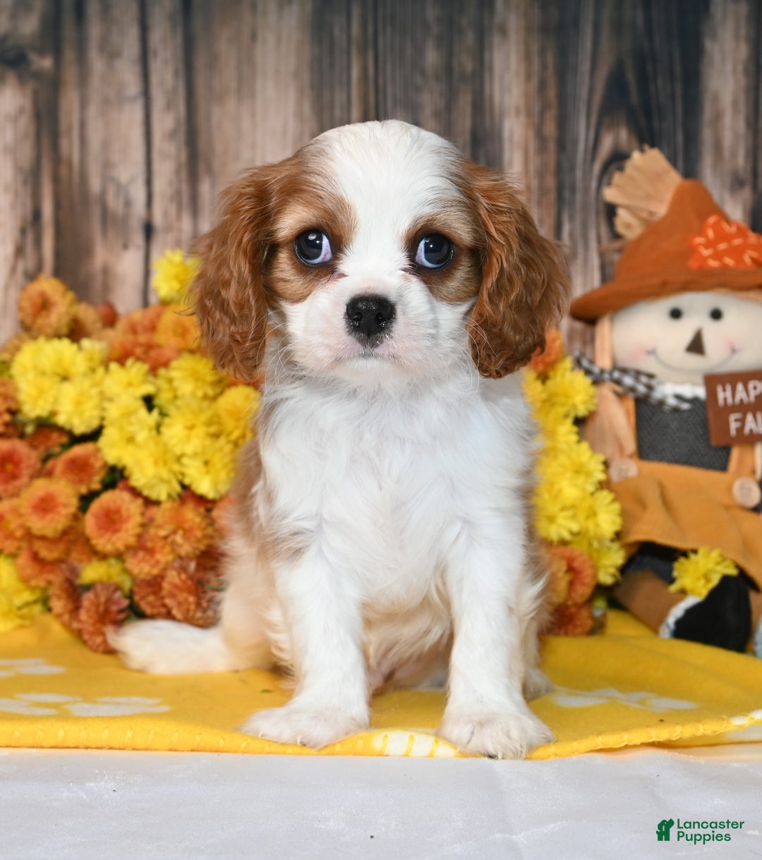 Cavalier King Charles Spaniel dogs for sale: Kai - Ad 1
