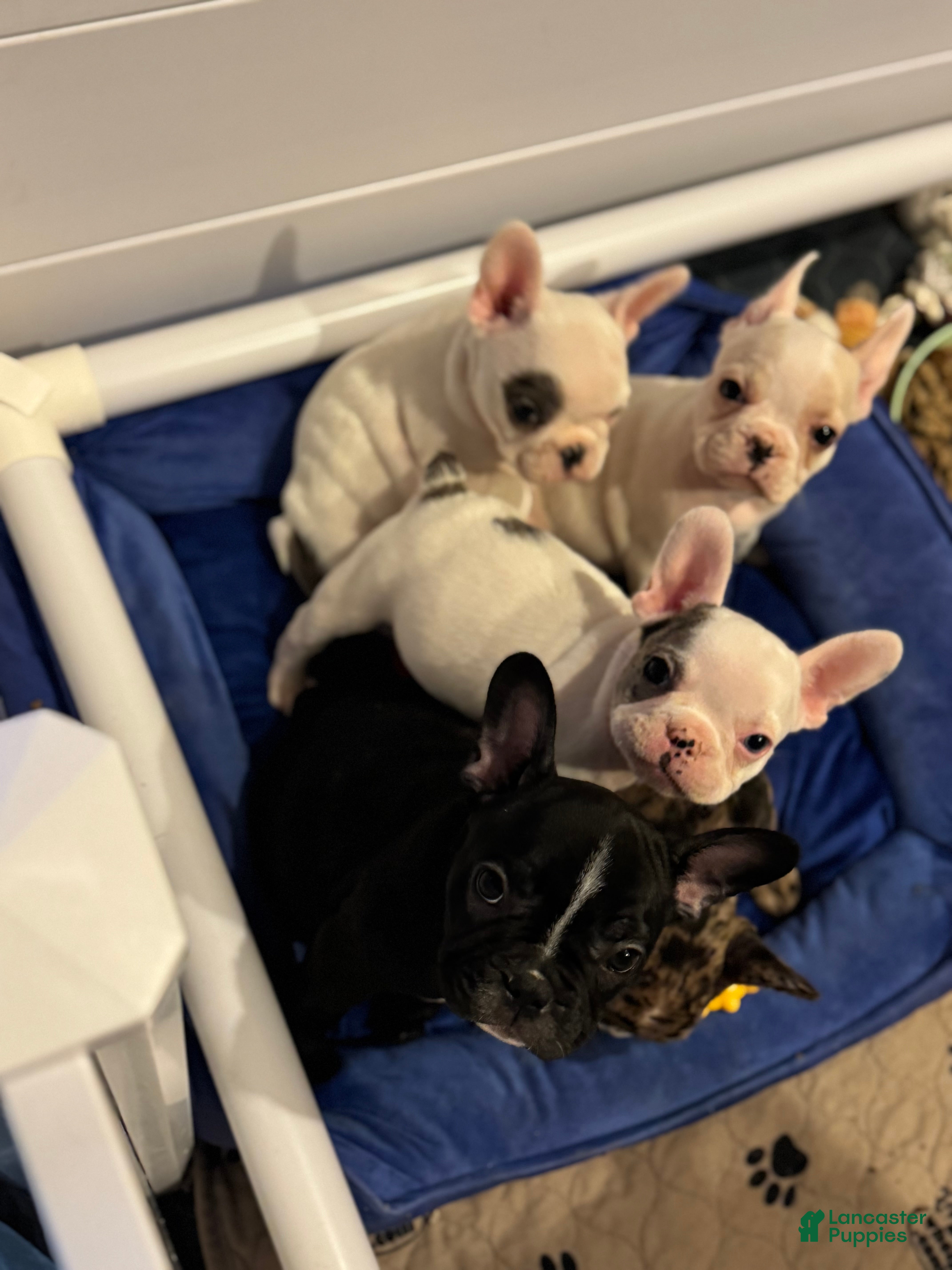 French Bulldog dogs Snooki French Bulldog Puppy 2 - Ad 2