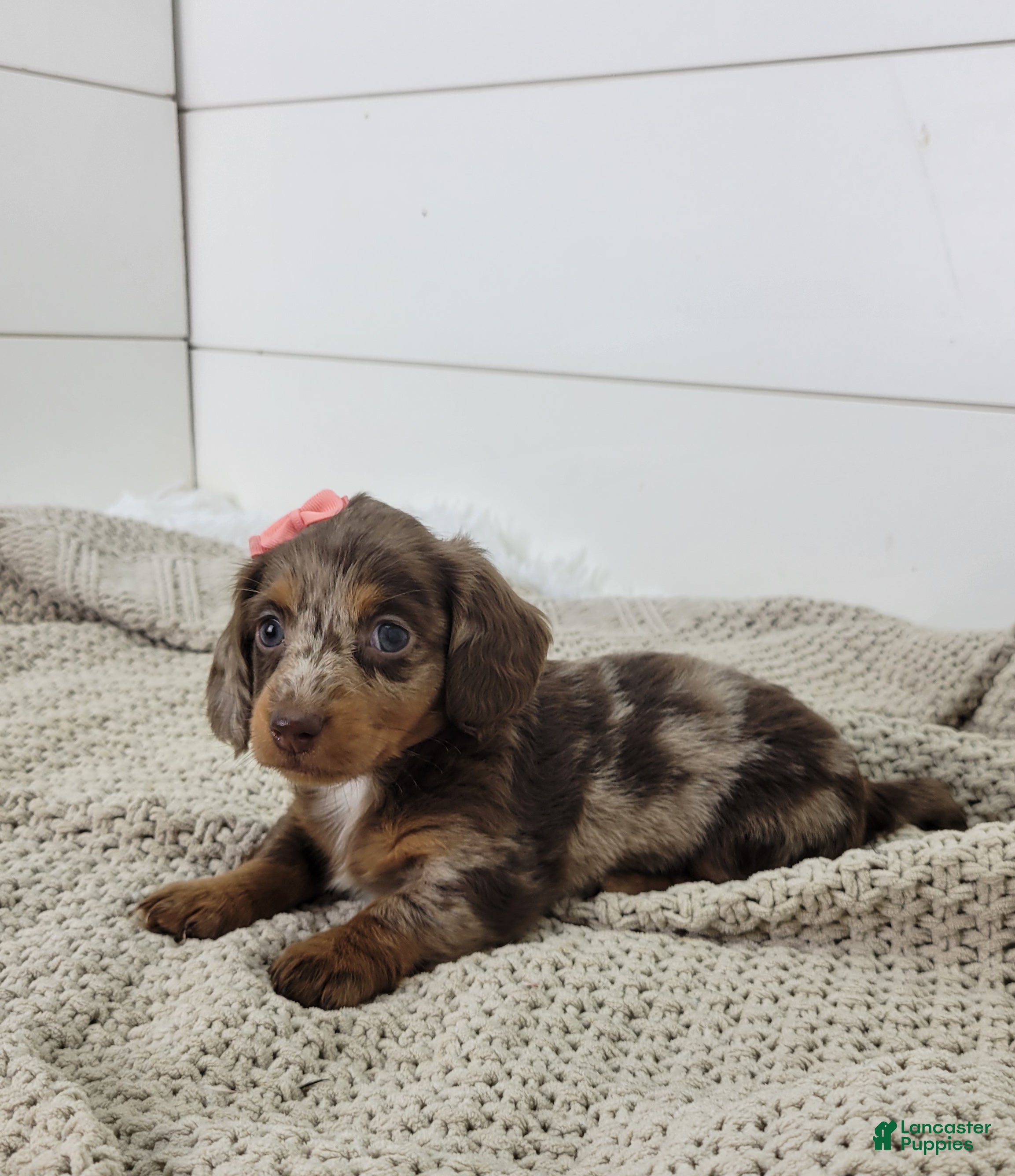 Dachshund dogs Olive - Ad 2