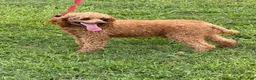Miniature Poodle dogs for sale: Brent - Ad 2