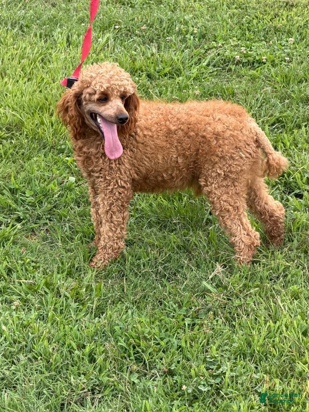 Miniature Poodle dogs for sale: Brent - Ad 2