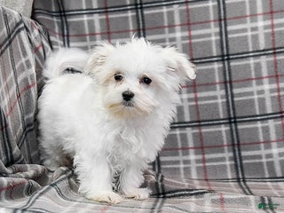 Maltese dogs Rupert - Ad 29