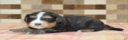 Mini Bernedoodle dogs for sale: Nikki - Ad 3