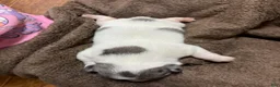Jack Russell Terrier dogs for sale: Boy 1 - Ad 5