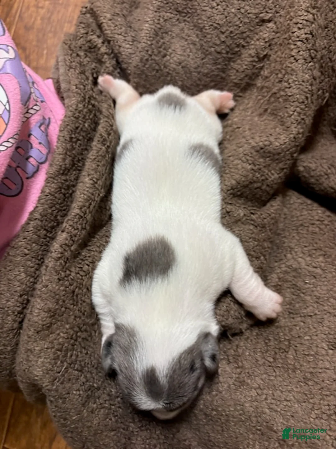 Jack Russell Terrier dogs for sale: Boy 1 - Ad 5