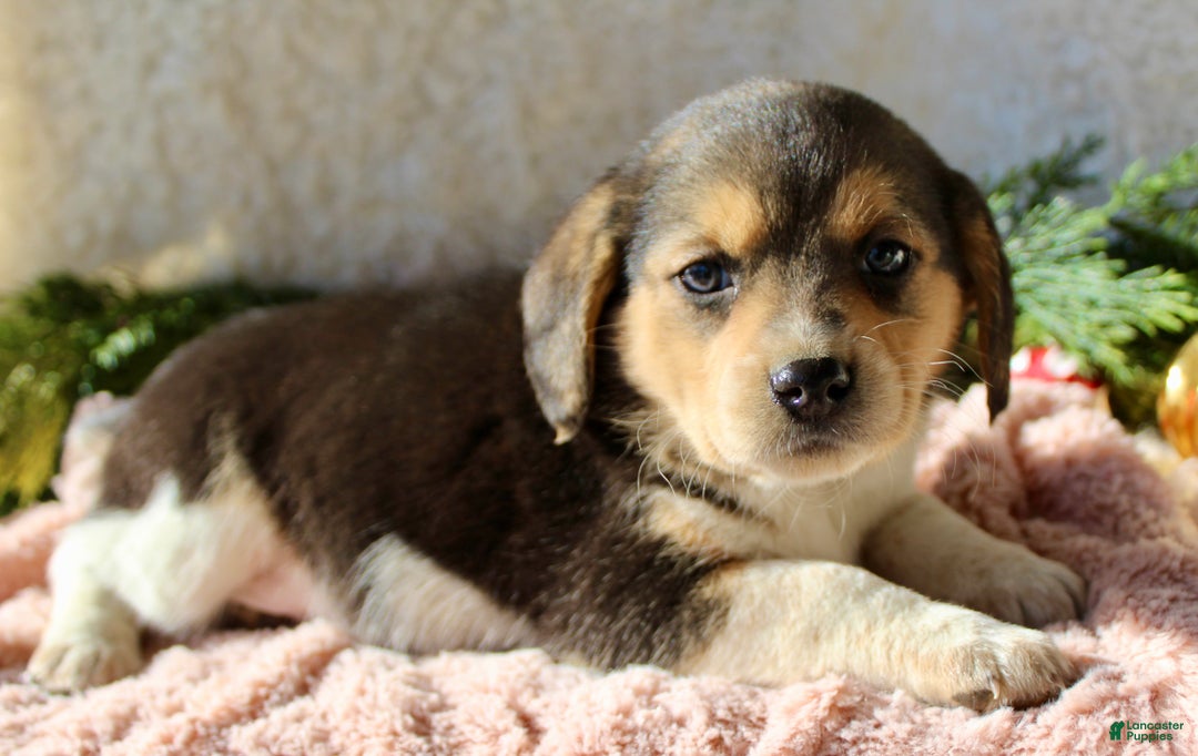 Mixed Breed dogs for sale: Taffy - Ad 4