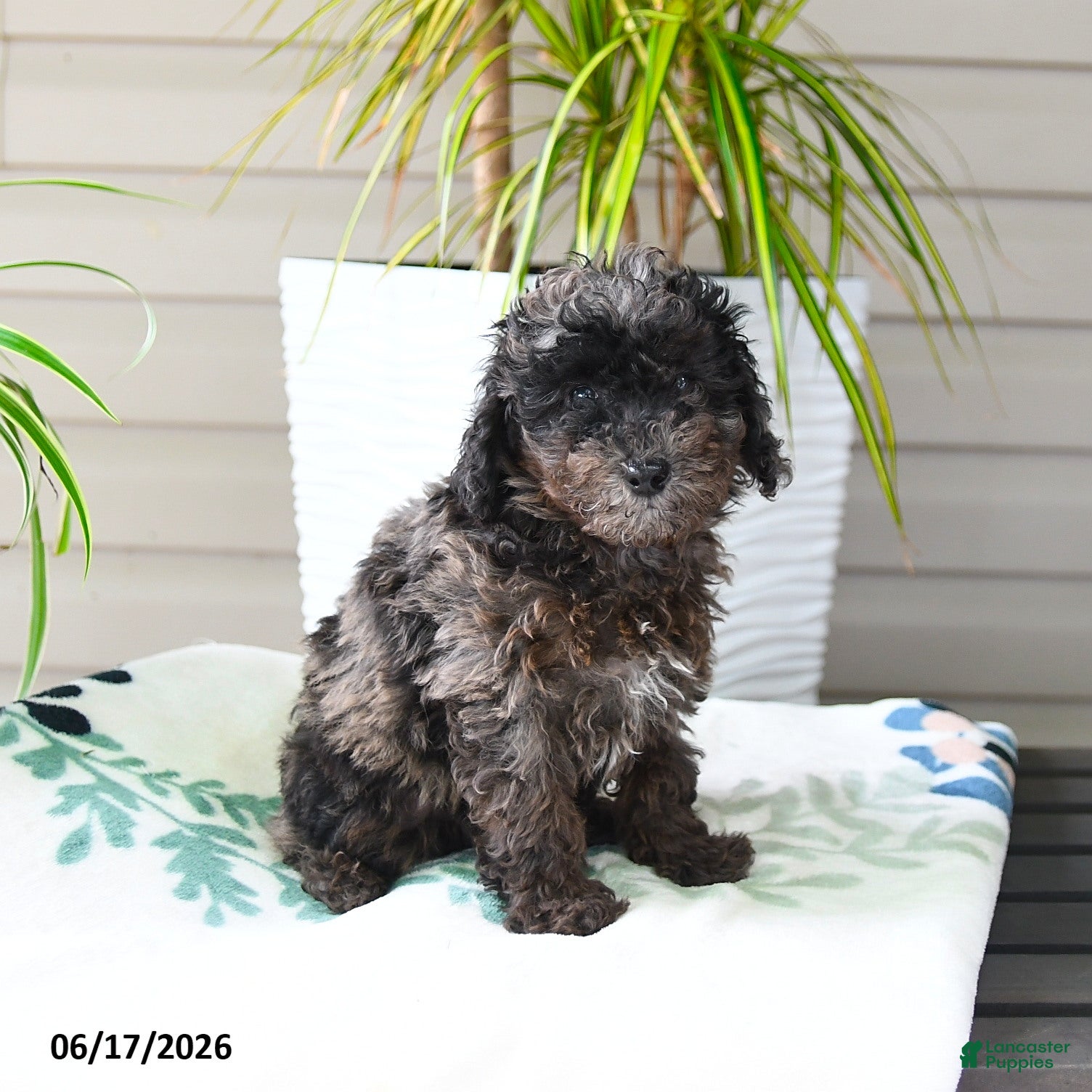Miniature Poodle dogs Queenie - Ad 2
