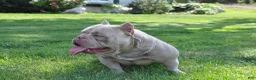American Bully dogs for sale: American Bully Puppy 1 - Ad 13
