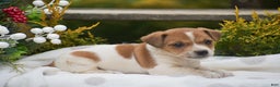 Jack Russell Terrier dogs for sale: Pinto - Ad 4