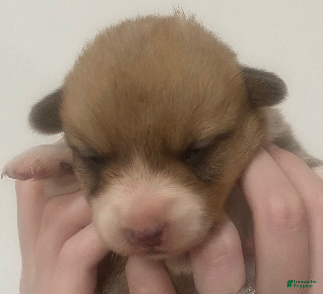 Welsh Corgi Pembroke dogs for sale: Rose - Ad 1