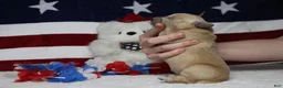 Golden Retriever dogs for sale: Challah - Ad 3