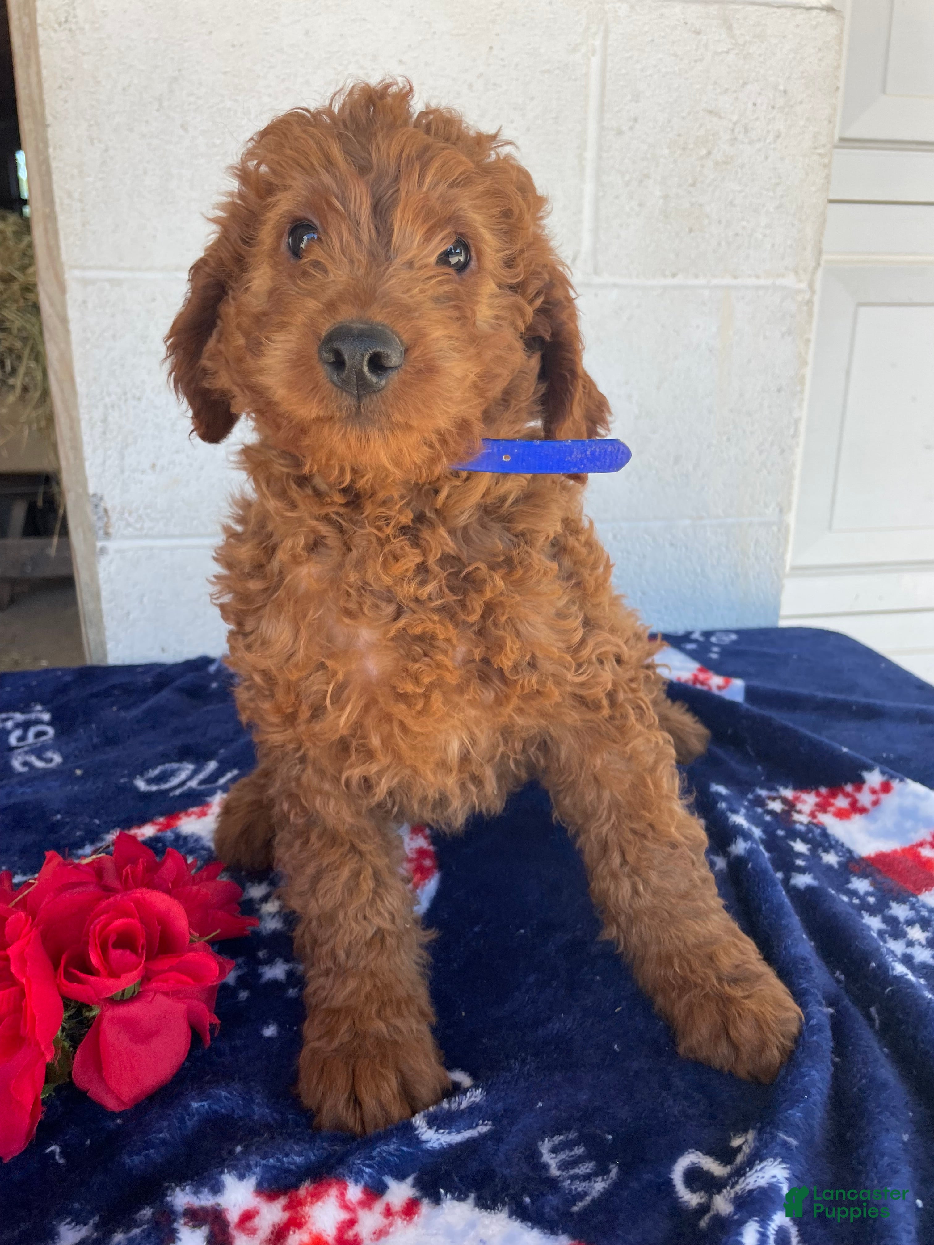 Mini Goldendoodle dogs for sale: Pearl - Ad 2