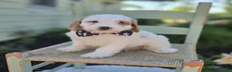 Cavapoo dogs for sale: Bobby - Ad 3