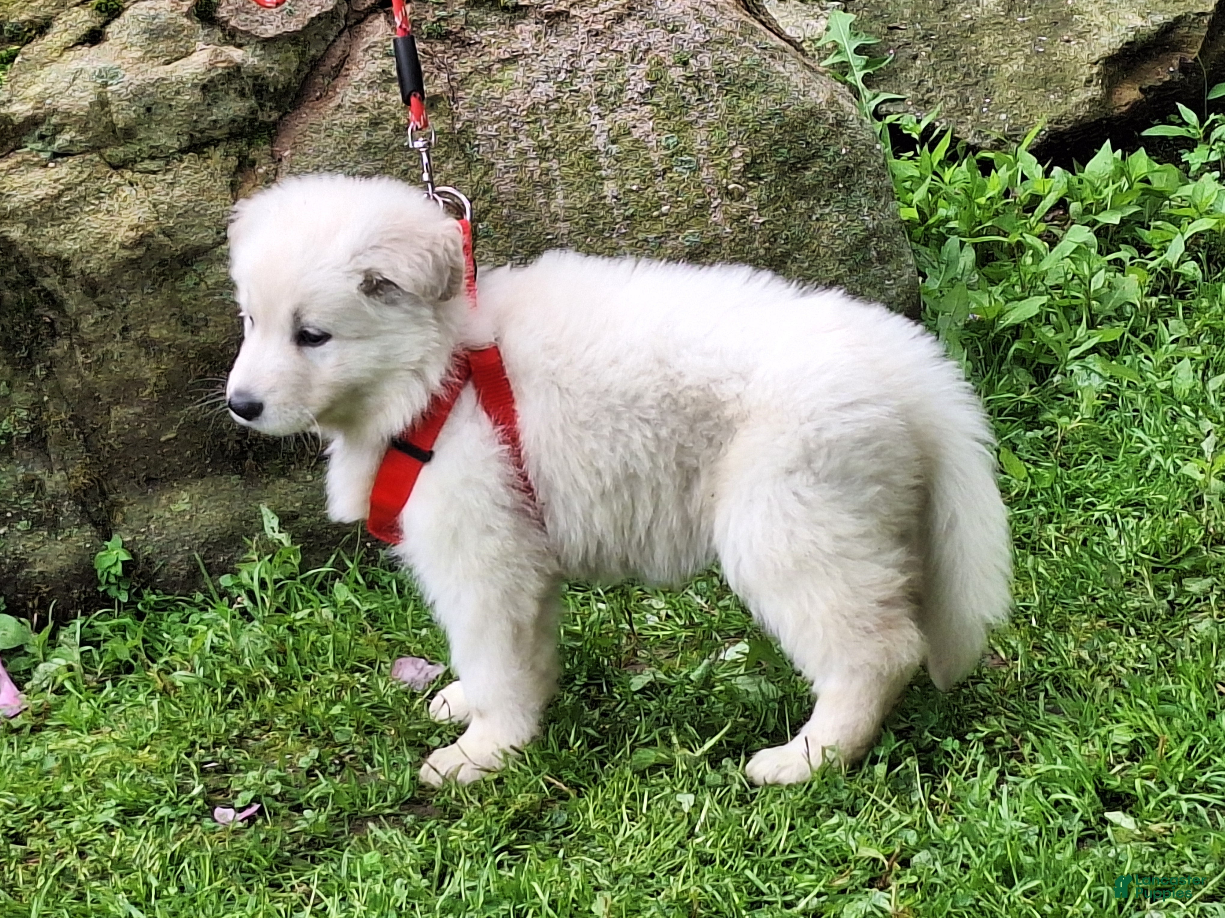German Shepherd dogs SYDNEY! LONGCOAT! - Ad 2