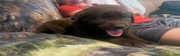 Mixed Breed dogs for sale: Clementine - Ad 6