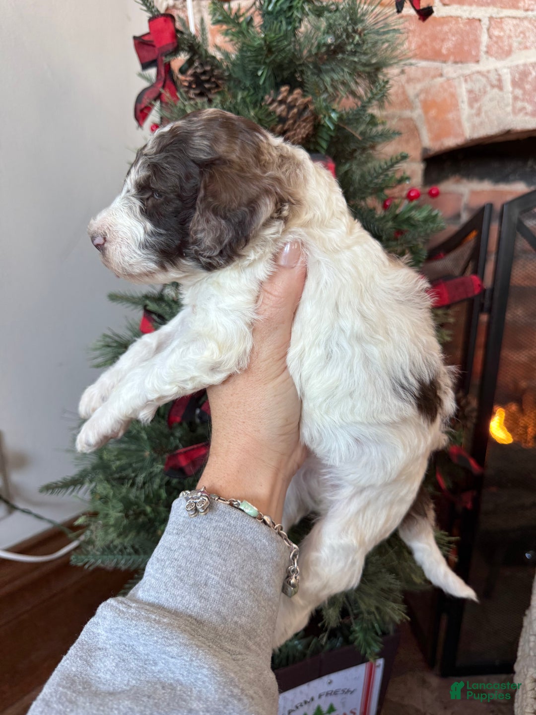 Mixed Breed dogs for sale: Pete - Ad 5